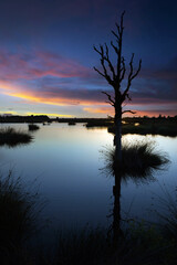 Fototapeta na wymiar Dead tree and reflection in moor of National Park Dwingelerveld Drenthe Netherlands. Sunset. Twilight