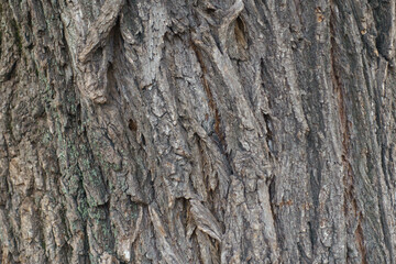 Backdrop - uneven dry bark of weeping willow