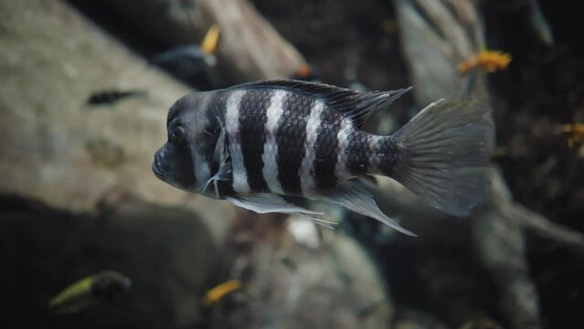 A black and white striped tropical fish gently hovering in a beautiful aquarium