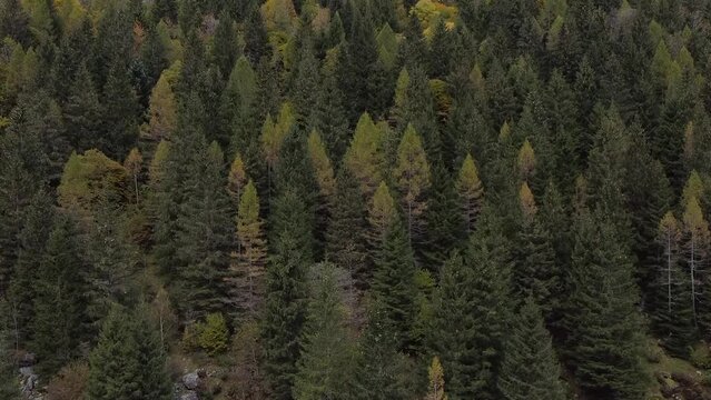 wood in the alpine valley of Val di Mello