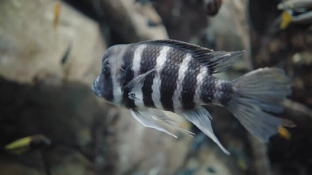A zebra striped tropical fish lazily swimming around a crystal clear aquarium