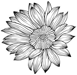 Flower isolated on white, hand drawn sketch, png flower illustration. 