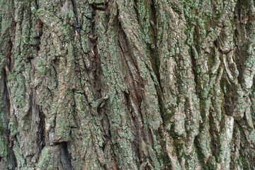 Mint green lichen on grey bark of weeping willow