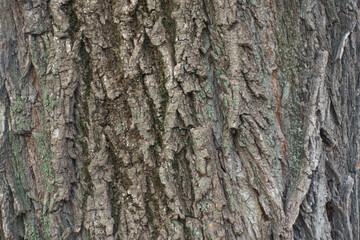 Texture of bark of weeping willow tree