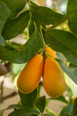 Closeup view of delicious bright orange kumquat fruit of the citrus japonica tree growing in greenhouse
