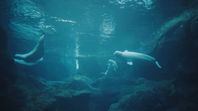 A pod of beluga whales playfully swimming in a circle in an aquarium