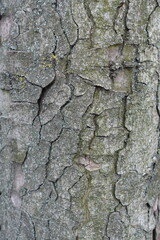 Surface of dry bark of horse chestnut tree