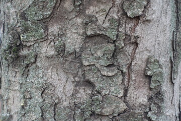 Texture of dry bark of horse chestnut tree