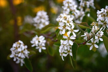 Juneberry, amelanchier blooms in spring. Flowering amelanchier, white flowers on green background.