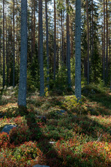 Obraz premium Forest landscape in sunrise. Forest therapy and stress relief.