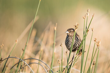 Female red-winged blackbird sitting on reed at Vermillion lakes, Canadian Rocky Mountains, Banff, Alberta, Canada