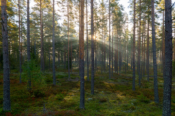 Forest landscape in sunrise. Forest therapy and stress relief.