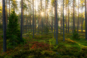 Forest landscape in sunrise. Forest therapy and stress relief. - 574605433
