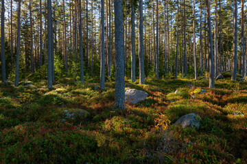 Forest landscape in sunrise. Forest therapy and stress relief.