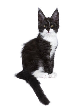 Black smoke with white Maine Coon cat kitten, sitting up side ways on edge. Looking towards camera. Isolated on a transparent background.