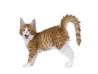 Yawning red and white maine coon kitten standing side ways yawning. Isolated cut out on transparent.