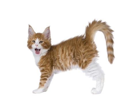 Yawning red and white maine coon kitten standing side ways yawning. Isolated cut out on transparent.