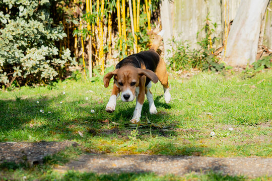 Funny dog Bigl runs along the grass