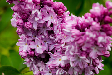 Obraz premium Spring, summer in nature, natural landscape. Flowering trees and shrubs. Lilac flowers and pumouri. Spring flowers in the trees, colorful flowers,