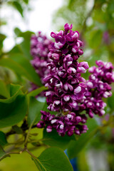 Spring, summer in nature, natural landscape. Flowering trees and shrubs. Lilac flowers and pumouri. Spring flowers in the trees, colorful flowers,