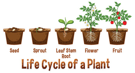 Life cycle of a plant diagram