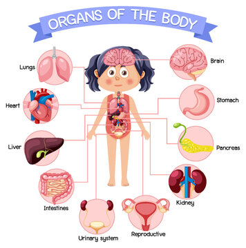 Internal organs of the body for kids