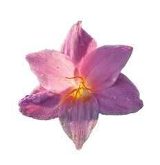 pink lily isolated on white background,Can be used for invitations, greeting, wedding card.