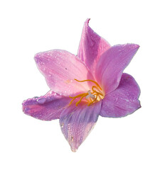 Fototapeta na wymiar pink lily isolated on white background,Can be used for invitations, greeting, wedding card.
