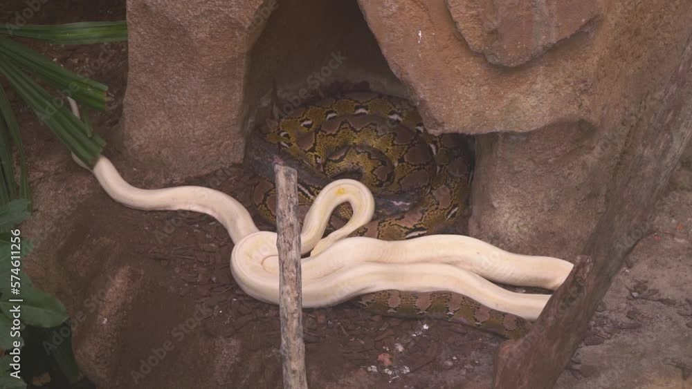 Poster albino reticulated pythons in the zoo. - close up