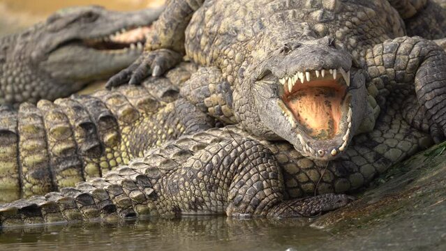 Closeup Of Nile Crocodile With Open Mouth Showing Its Knife-like Teeth.