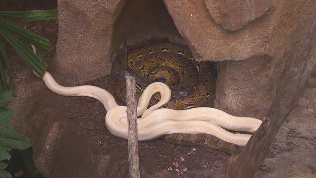 Albino Reticulated Pythons In The Zoo. - close up