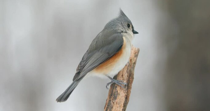 4k tufted titmouse on a snowy day