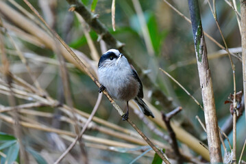 ピンクの羽が美しい白と黒の羽のコントラストが目立つ、身近なかわいい小鳥エナガ