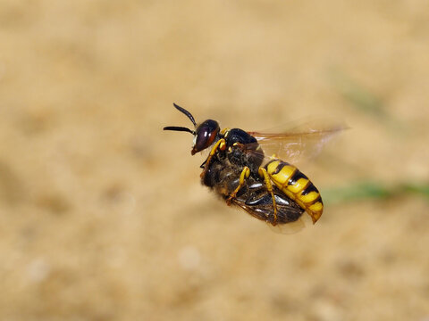 Bee killer wasp / beewolf (Philanthus triangulum) female in flight with paralysed Honeybee, Oxfordshire, England, UK, August 