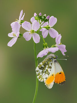 Orange Tip Butterfly (Anthocaris cardamines) on Cuckoo flower / Lady's smock (Cardamine pratensis), Hertfordshire, England, UK, April - Focus Stacked 