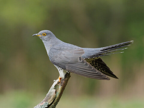 Cuckoo (Cuculus canorus) male perched on dead branch, Surrey, England, UK, May 