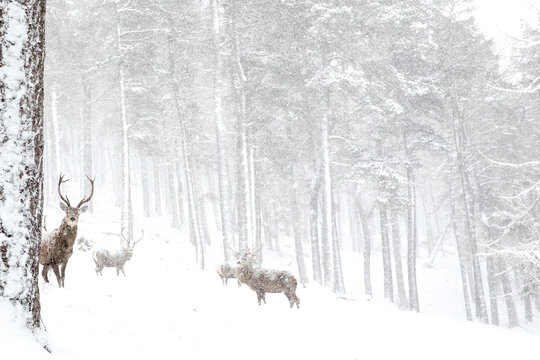 Red Deer Stags (Cervus elaphus) in the snow at forest edge. Scotland, March. 