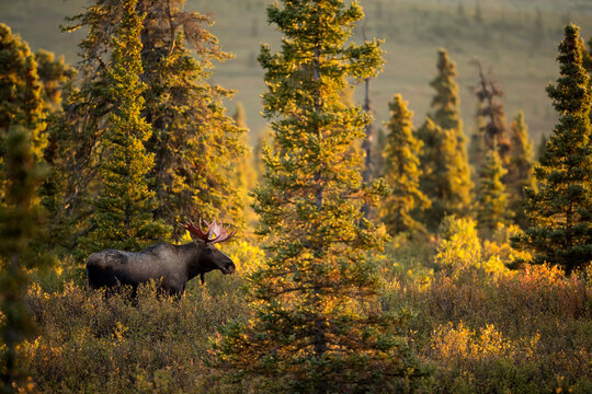 Moose (Alces alces) bull, walking in forest clearing, Denali National Park, USA, September 