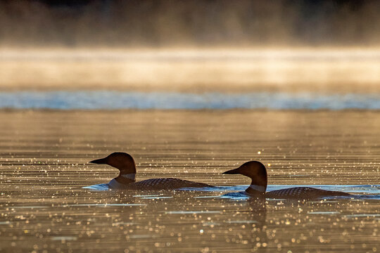 Common loon (Gavia immer) pair on lake , Michigan, USA. June. 