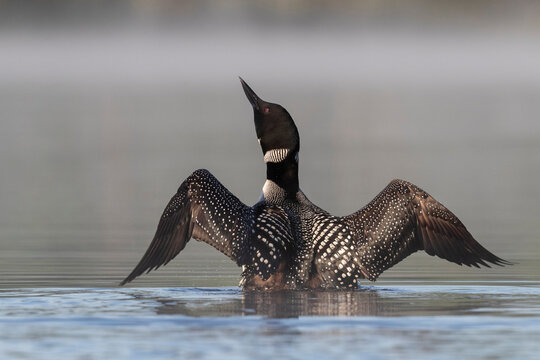 Common Loon (Gavia immer) wing flapping on a lake, Michigan, USA. June. 