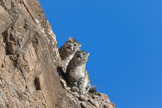 RF-Snow leopard (Uncia uncia) pair sitting on ledge of rockface. Altai Mountains, West Mongolia. February. 