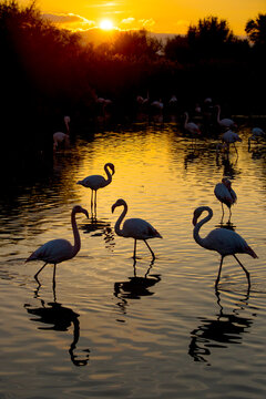 RF- Greater flamingo (Phoenicopterus roseus) flock silhouetted at sunset, Pont Du Gau Park, Camargue, France.  