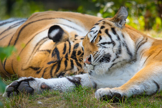 Siberian tiger (Panthera tigris altaica) captive;  