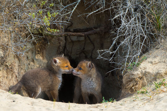 Red fox (Vulpes vulpes) cubs age five weeks in den, the Netherlands. 