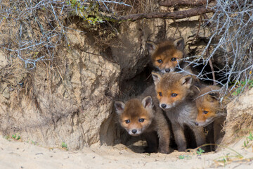 Red fox (Vulpes vulpes) cubs age five weeks, at den in sand dunes, the Netherlands.