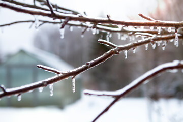 Icicles on icy branches, season of temperature changes.
