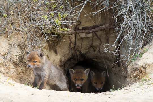Red fox (Vulpes vulpes) cubs age five weeks, at den in sand dunes, the Netherlands. 