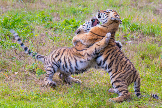 Siberian tiger (Panthera tigris altaica) cubs age 3 months playing. Captive. 