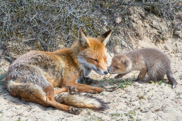 Red fox (Vulpes vulpes) female with cub age five weeks, the Netherlands. April. 