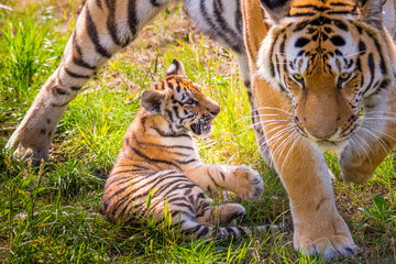 Siberian tiger (Panthera tigris altaica) female with cub age 3 months, captive. 
